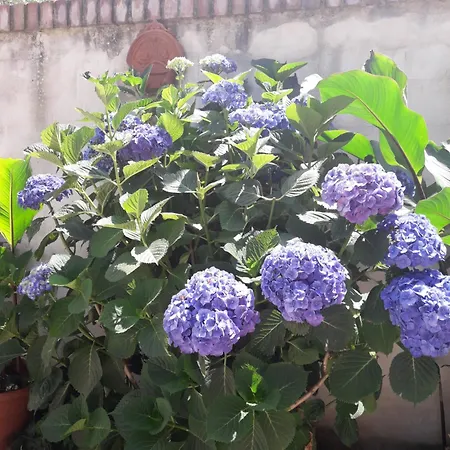 Alojamento de Acomodação e Pequeno-almoço A'luara San Roberto