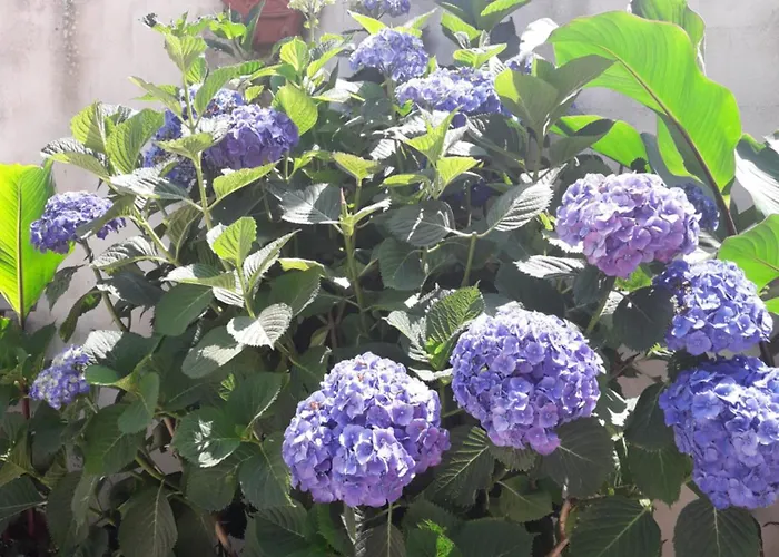 ベッド・アンド・ブレックファスト A'luara San Roberto